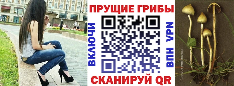 купить   даркнет клад  Галлюциногенные грибы Psilocybine cubensis  Печора 